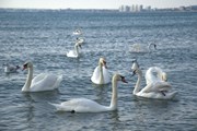 Лебеди у анапского берега // Travel.ru