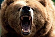 Пение предупредит медведя о появлении людей. // mchs.gov.ru