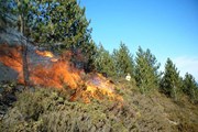 На Алтае - высокая вероятность лесных пожаров.