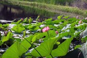 Цветение лотосов в Волго-Ахтубинской пойме