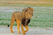Знаменитый лев Сесил был гордостью парка Хванге. // Paula French, BBC