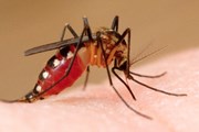 Переносчиками лихорадки Денге являются комары Aedes aegypti. // dailymail.co.uk