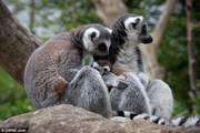 Гости отеля в зоопарке смогут вплотную пообщаться с животными. // SWNS.com
