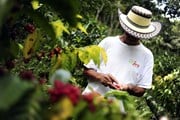 Фермер на кофейной плантации в Гондурасе.