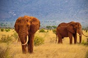 В Кении можно увидеть "большую африканскую пятерку" животных. // Управление по туризму Кении