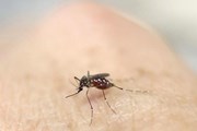 Вирус переносится москитами вида Aedes.