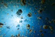 Озеро медуз в Палау // Alamy