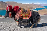 Авторский путеводитель поможет спланировать незабываемое путешествие в Тибет.