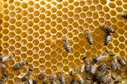 Все о жизни пчёл - в новом алтайском музее.