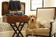 Гостиницы балуют собак и кошек. // bbc.com