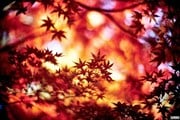 Осень - высокий туристический сезон в Японии. // miuki.info