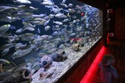 В аквариумах комплекса обитают 5 тысяч рыб. // 24sata.hr