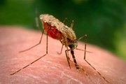 Малярийные комары встречаются в девяти провинциях Таиланда.