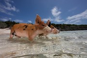 Водоплавающие свиньи - достопримечательность Багамских островов.