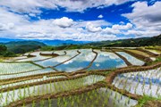 Рисовые поля во Вьетнаме // apiguide, shutterstock 