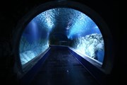 Подводный коридор океанариума Gottesman // Министерство туризма Израиля