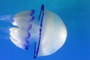 Посетителям предложат блюда из медуз Rhizostoma Pulmo. // YouTube