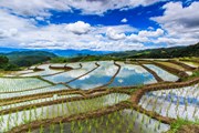 Вьетнам становится ближе жителям Пермского региона. // apiguide, shutterstock