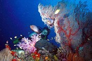 Кораллы в Таиланде охраняются законом. // dive-the-world.com
