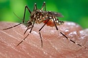 Вирус переносится комарами. // newvision.co.ug