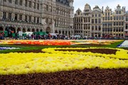 Цветочный ковер в Брюсселе можно увидеть лишь раз в два года.