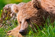 Медведи изгнали туристов из заповедника. // bearworld.ru