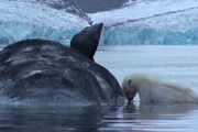 Белые медведи собираются вокруг туши кита. // videoblocks.com