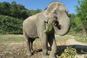 Тайские автомобилисты страдают от нашествия слонов // numairs / pixabay.com