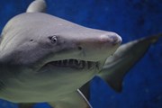 На курорте Хургада из-за нападений акул погибли две туристки // Fgyongyver / pixabay.com