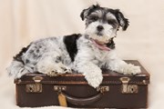 РЖД могут перевозить домашних животных без хозяев // 11959053 / pixabay.com