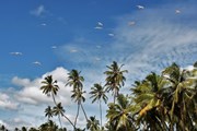 Визы Шри-Ланки наконец действительно стали бесплатными // pasja1000 / pixabay.com