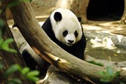 В Китае открылся природный заповедник больших панд // Авторство: Aaron Logan. Lightmatterhttp://www.lightmatter.net/gallery/Animals/panda, CC BY 1.0, https://commons.wikimedia.org/w/index.php?curid=18651